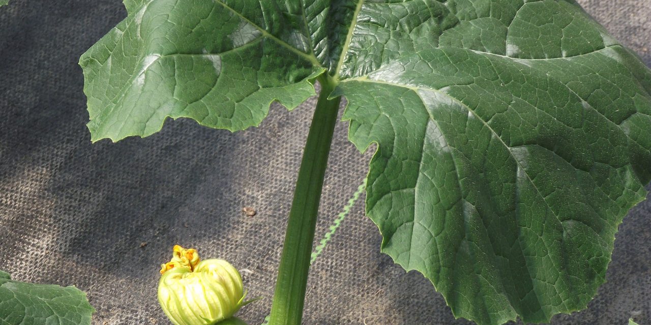 Sheltering a budding promise, close to the earth
