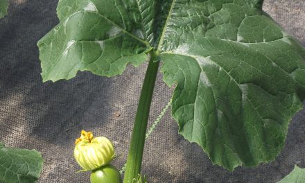 Sheltering a budding promise, close to the earth